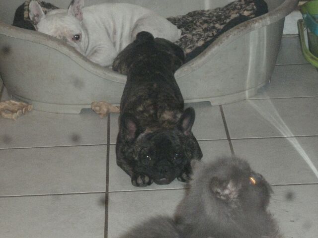 Publication : des brumes d'aurore Auteur : Laurence HUIBAN