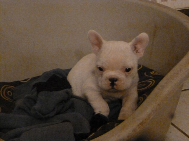 Publication : des brumes d'aurore Auteur : Laurence Huiban