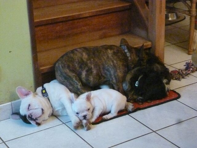 Publication : des brumes d'aurore Auteur : Laurence Huiban