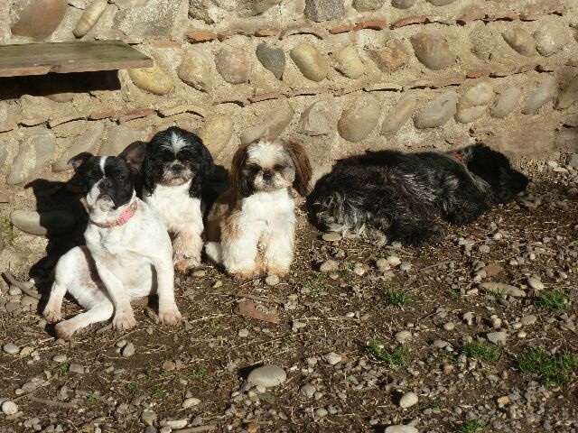 Publication : des brumes d'aurore Auteur : Laurence HUIBAN