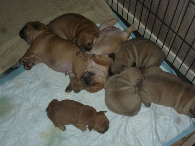 Publication : des brumes d'aurore Auteur : Laurence HUIBAN Oriane a 2 mois