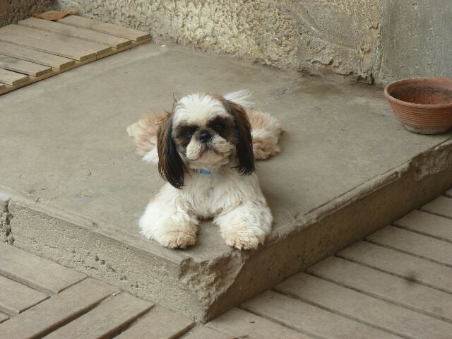 Publication : des brumes d'aurore Auteur : Laurence HUIBAN