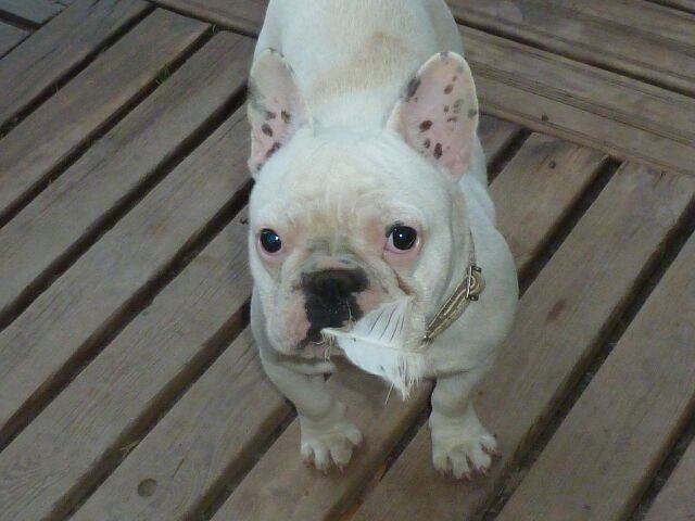 Publication : des brumes d'aurore Auteur : Laurence Huiban