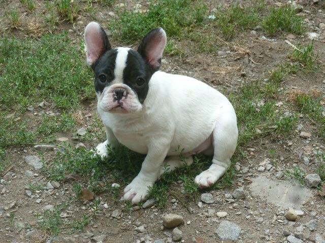 Publication : des brumes d'aurore Auteur : Laurence HUIBAN