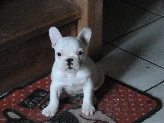 Publication : des brumes d'aurore Auteur : Laurence Huiban