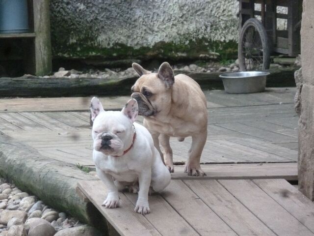 Publication : des brumes d'aurore Auteur : Laurence Huiban