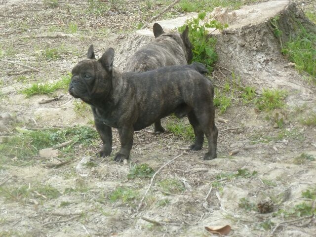 Publication : des brumes d'aurore Auteur : Laurence HUIBAN