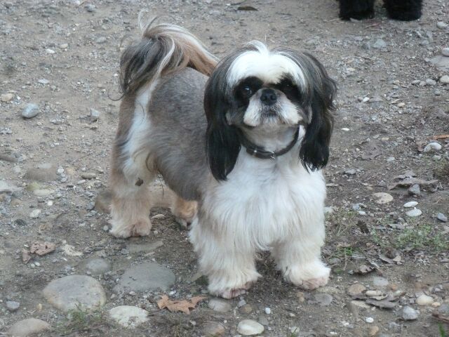 Publication : des brumes d'aurore Auteur : Laurence HUIBAN