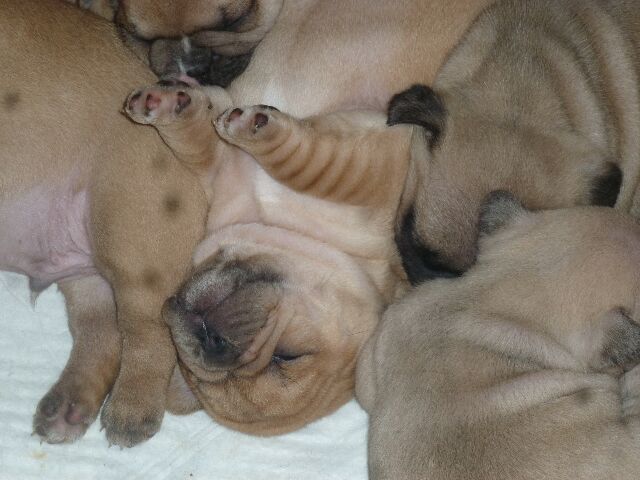 Publication : des brumes d'aurore Auteur : Laurence HUIBAN Oriane a 2 mois