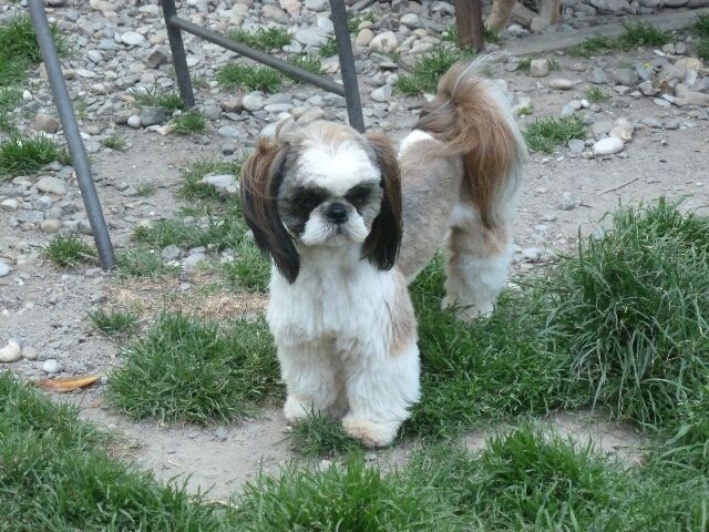 Publication : des brumes d'aurore Auteur : Laurence HUIBAN