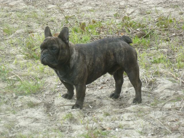 Publication : des brumes d'aurore Auteur : Laurence HUIBAN