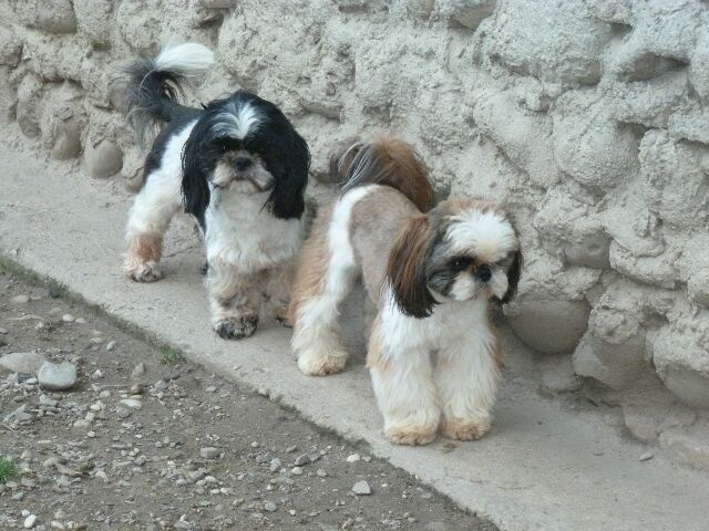 Publication : des brumes d'aurore Auteur : Laurence HUIBAN