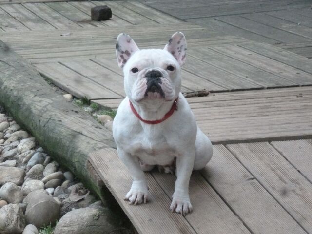 Publication : des brumes d'aurore Auteur : Laurence Huiban