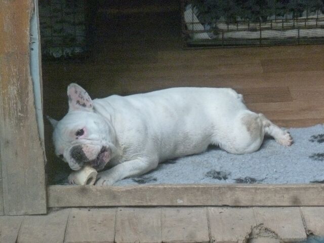 Publication : des brumes d'aurore Auteur : Laurence Huiban