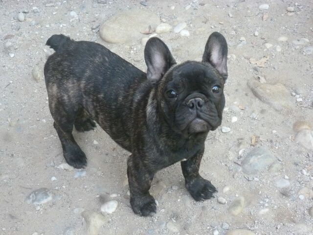 Publication : des brumes d'aurore Auteur : Laurence HUIBAN