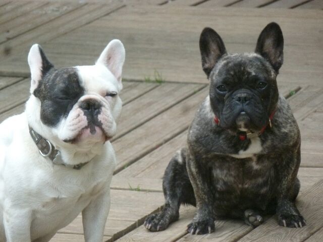 Publication : des brumes d'aurore Auteur : Laurence HUIBAN