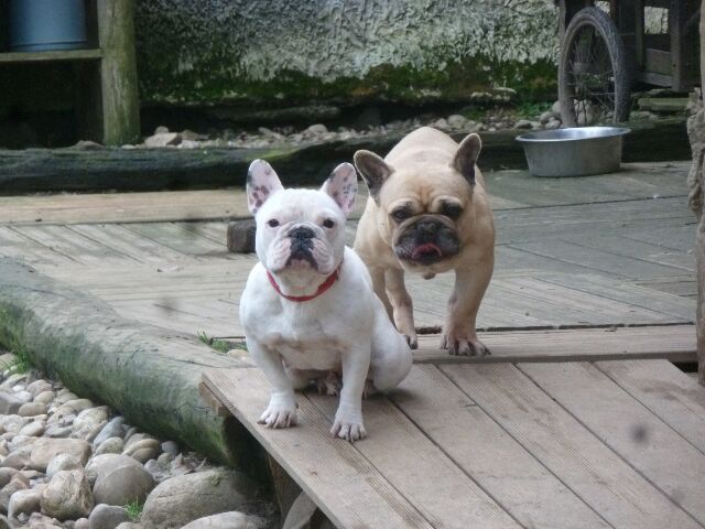 Publication : des brumes d'aurore Auteur : Laurence Huiban