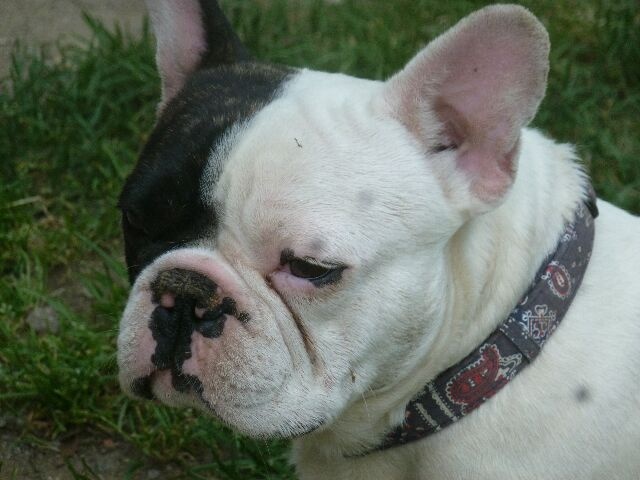 Publication : des brumes d'aurore Auteur : Laurence HUIBAN