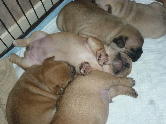 Publication : des brumes d'aurore Auteur : Laurence HUIBAN Oriane a 2 mois