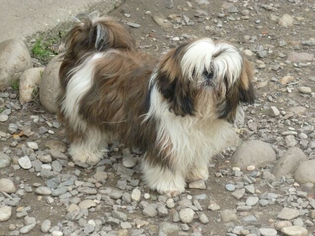 Publication : des brumes d'aurore Auteur : Laurence HUIBAN