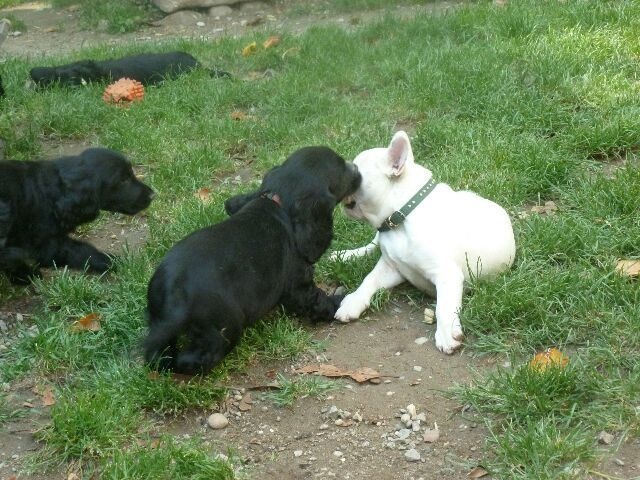 Publication : des brumes d'aurore Auteur : Laurence Huiban