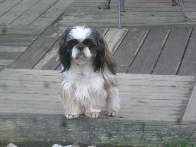 Publication : des brumes d'aurore Auteur : Laurence HUIBAN