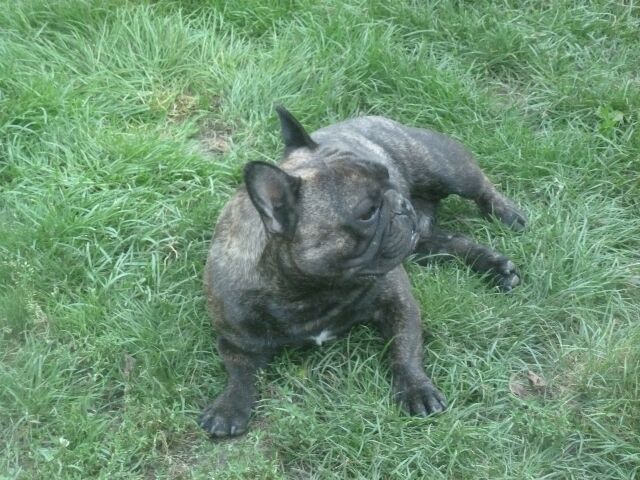 Publication : des brumes d'aurore Auteur : Laurence HUIBAN