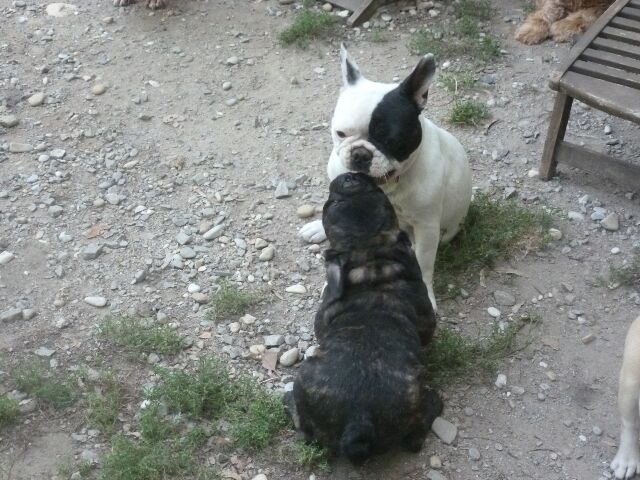 Publication : des brumes d'aurore Auteur : Laurence HUIBAN