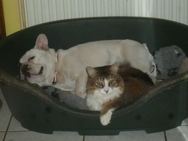 Publication : des brumes d'aurore Auteur : Laurence HUIBAN