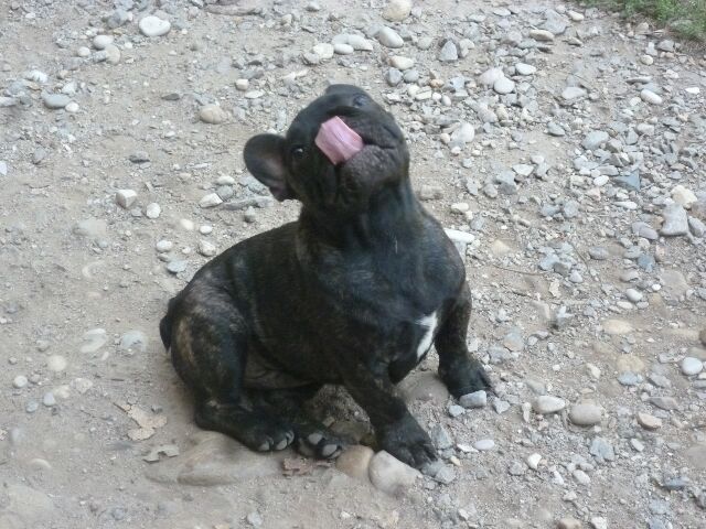 Publication : des brumes d'aurore Auteur : Laurence HUIBAN