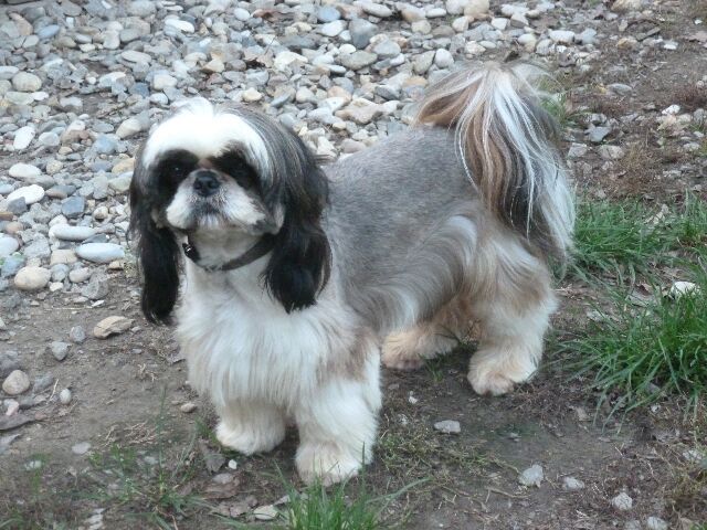 Publication : des brumes d'aurore Auteur : Laurence HUIBAN