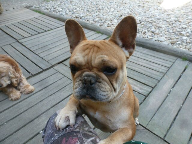 Publication : des brumes d'aurore Auteur : Laurence HUIBAN Oriane a 2 mois