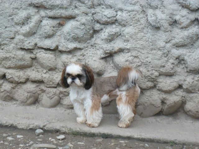 Publication : des brumes d'aurore Auteur : Laurence HUIBAN