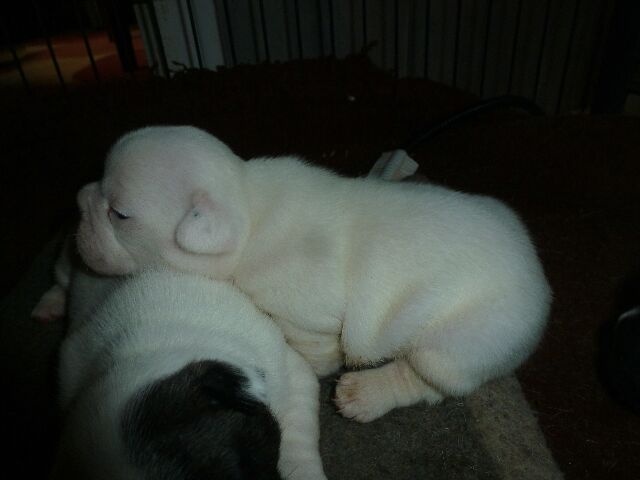 Publication : des brumes d'aurore Auteur : Laurence Huiban