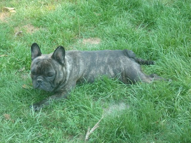 Publication : des brumes d'aurore Auteur : Laurence HUIBAN