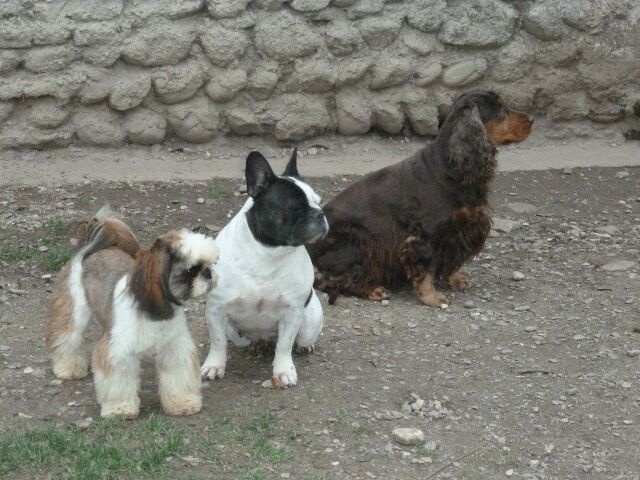 Publication : des brumes d'aurore Auteur : Laurence HUIBAN