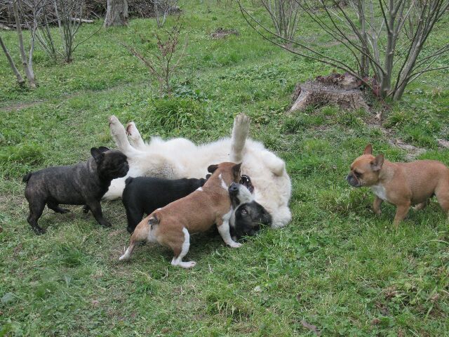 Publication : des brumes d'aurore Auteur : Laurence HUIBAN