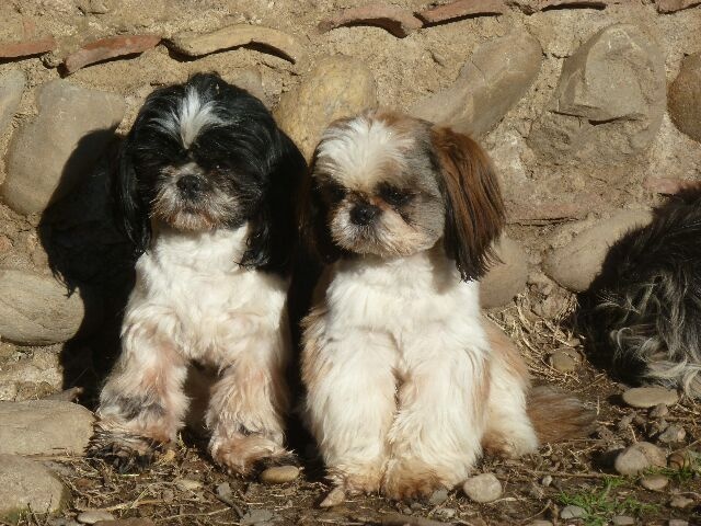 Publication : des brumes d'aurore Auteur : Laurence HUIBAN