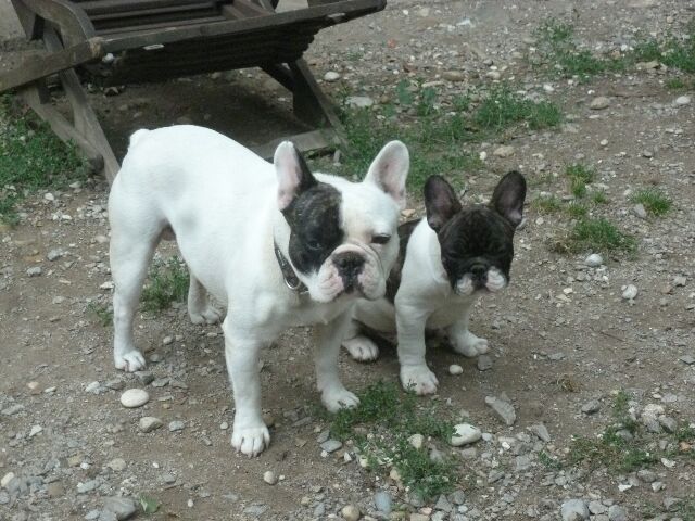 Publication : des brumes d'aurore Auteur : Laurence HUIBAN