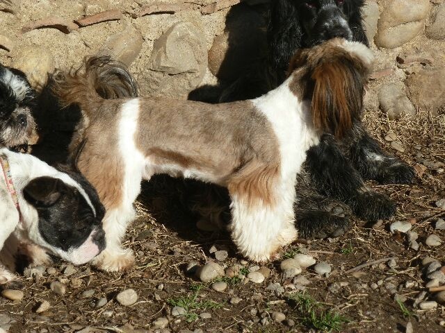 Publication : des brumes d'aurore Auteur : Laurence HUIBAN