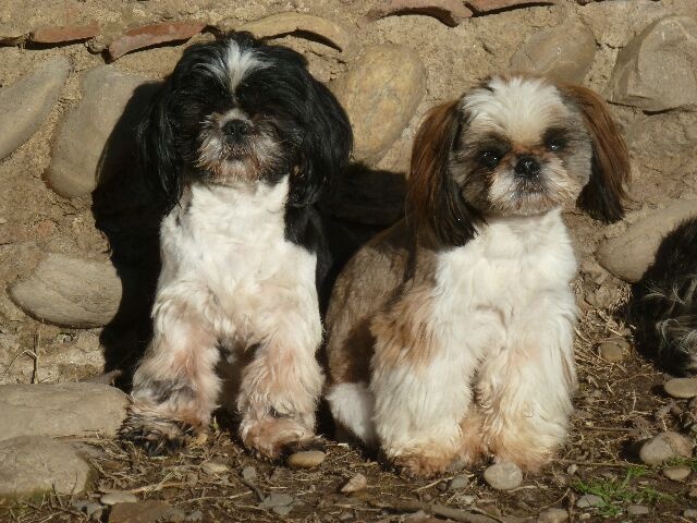 Publication : des brumes d'aurore Auteur : Laurence HUIBAN