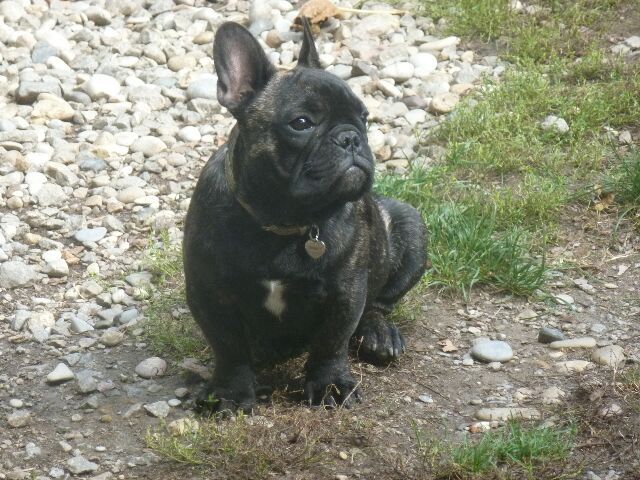 Publication : des brumes d'aurore Auteur : Laurence HUIBAN