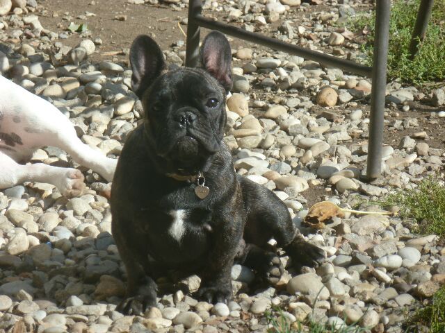 Publication : des brumes d'aurore Auteur : Laurence HUIBAN