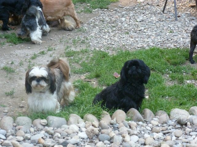 Publication : des brumes d'aurore Auteur : Laurence HUIBAN