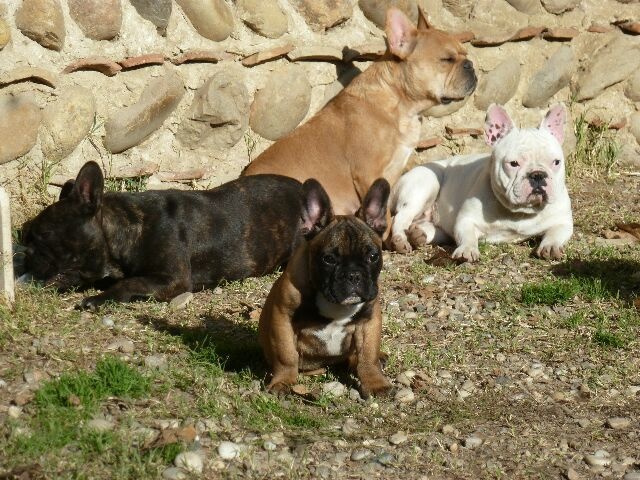 Publication : des brumes d'aurore Auteur : Laurence Huiban