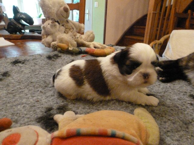 Publication : des brumes d'aurore Auteur : Laurence HUIBAN