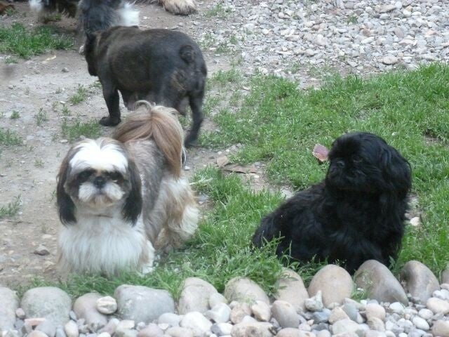 Publication : des brumes d'aurore Auteur : Laurence HUIBAN