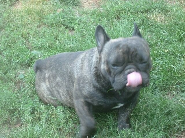 Publication : des brumes d'aurore Auteur : Laurence HUIBAN