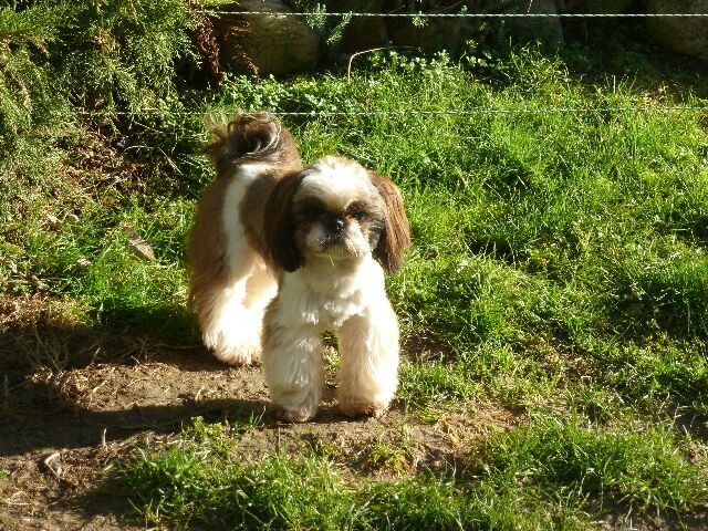 Publication : des brumes d'aurore Auteur : Laurence HUIBAN