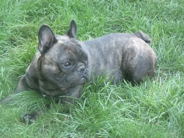 Publication : des brumes d'aurore Auteur : Laurence HUIBAN